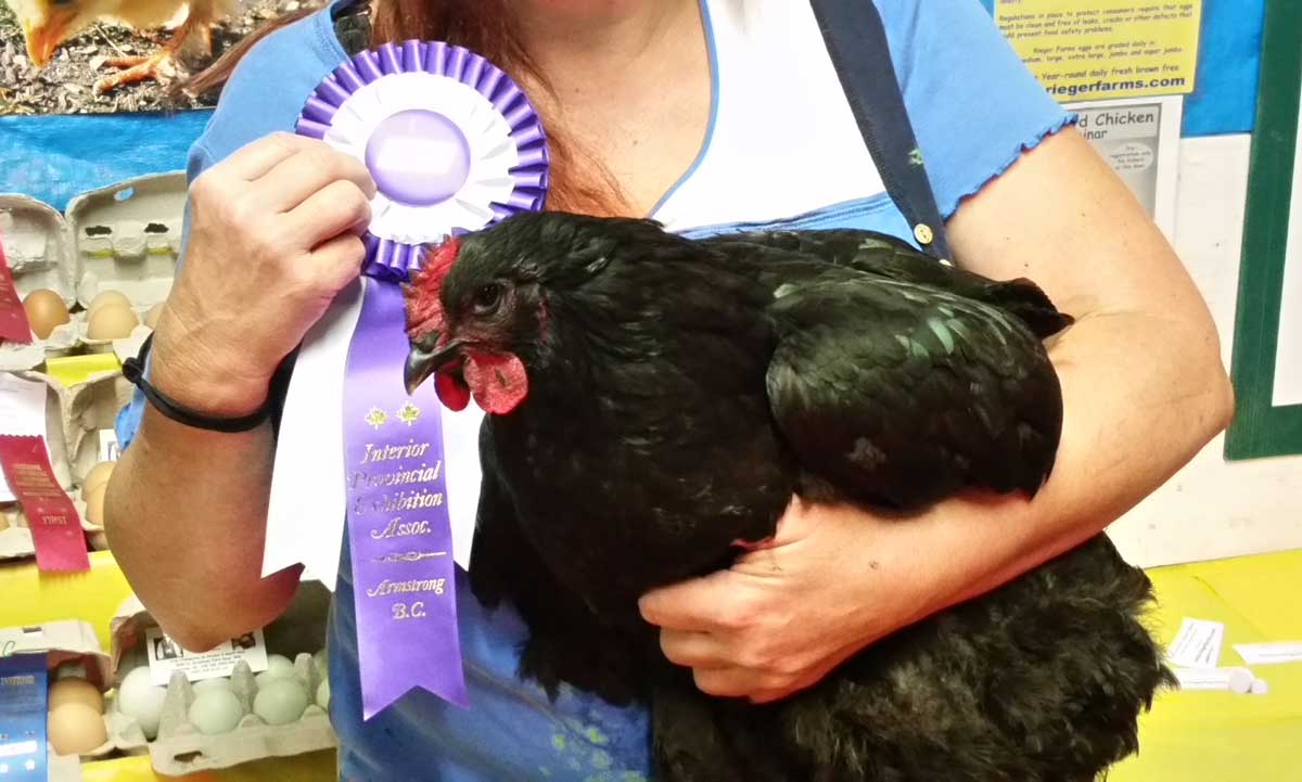 Armstrong Interior Provincial Exhibition Award Ribbon